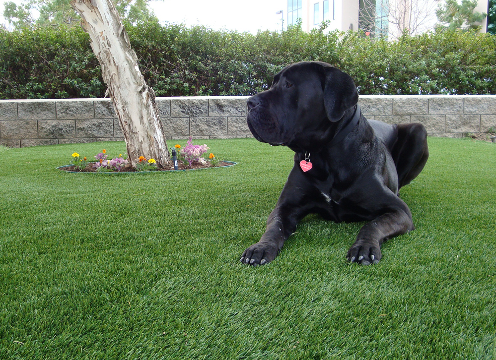 Pet Turf Systems