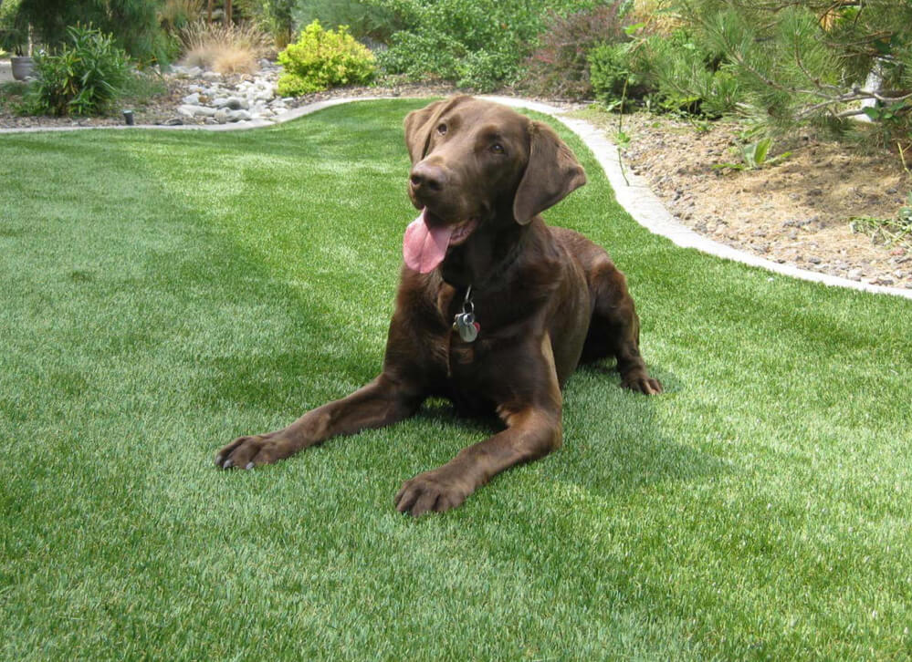 XGrass Backyard Pet Turf